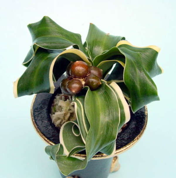 玉獅子 (たまじし) Tamajishi – おもとの豊明園（ほうめいえん）