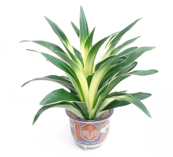 寿晃 (じゅこう) – おもとの豊明園（ほうめいえん）