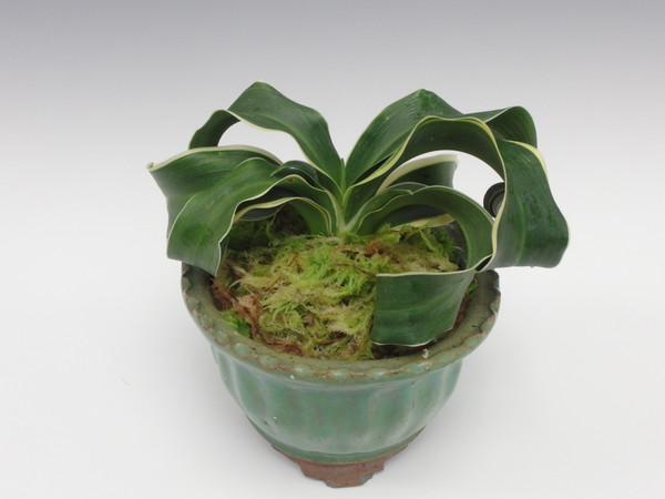 玉獅子 (たまじし) Tamajishi – おもとの豊明園（ほうめいえん）