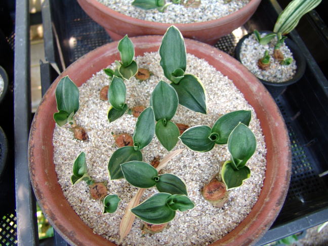 愛玉殿 (あいぎょくでん) Aigyokuden – おもとの豊明園（ほうめいえん）