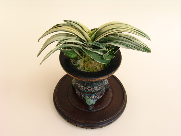 おもとの鉢について 縁足金 – おもとの豊明園（ほうめいえん）