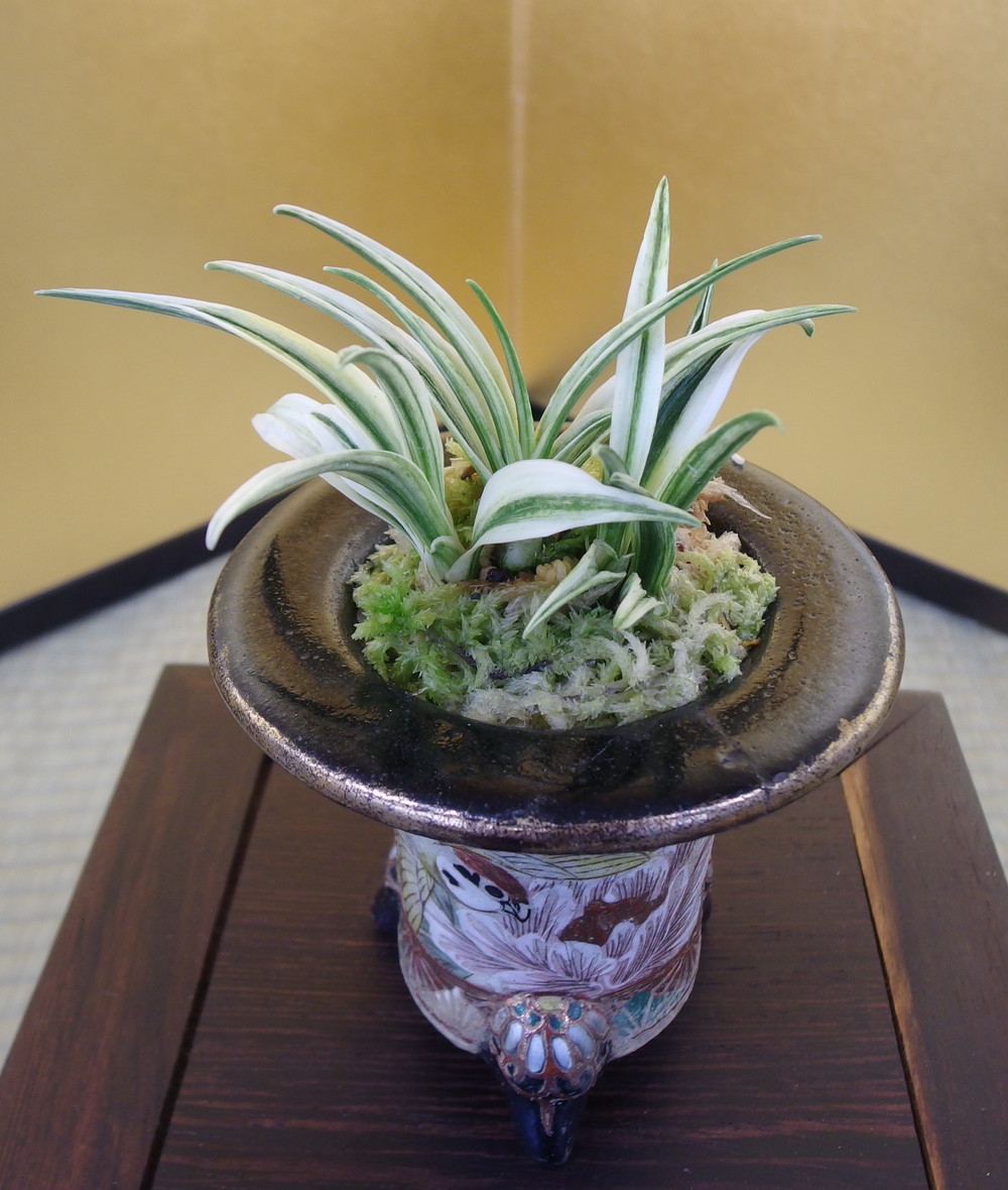 各種図鑑 – おもとの豊明園（ほうめいえん）