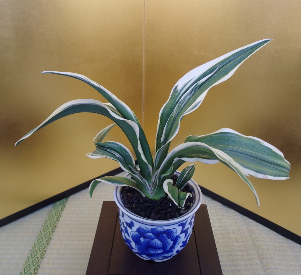 各種図鑑 – ページ 369 – おもとの豊明園（ほうめいえん）