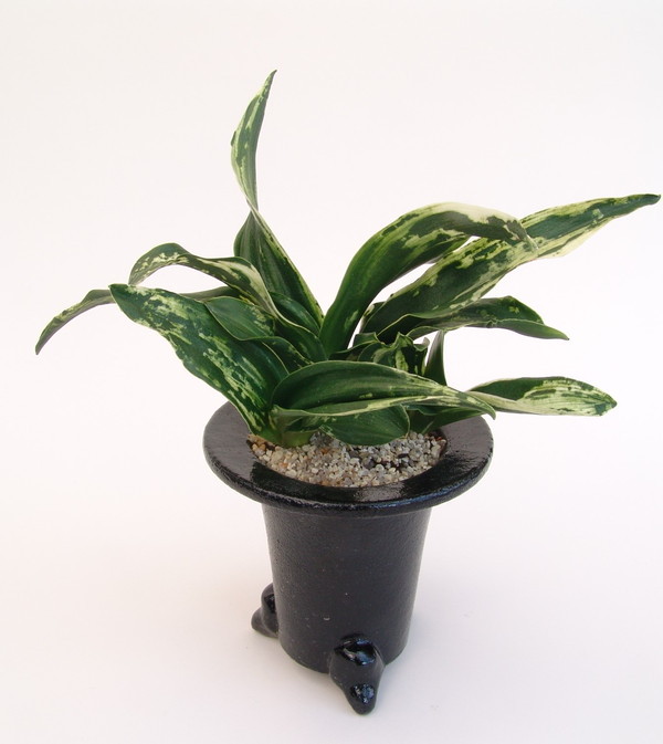 世界の図 (せかいのず) Sekainozu – おもとの豊明園（ほうめいえん）