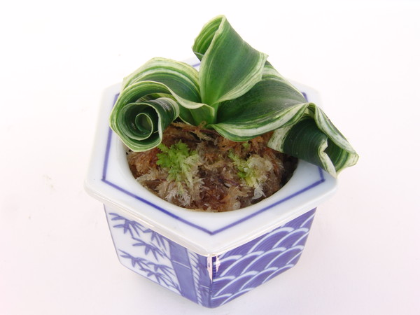 砂子獅子 (すなごじし) Sunagozisi – おもとの豊明園（ほうめいえん）