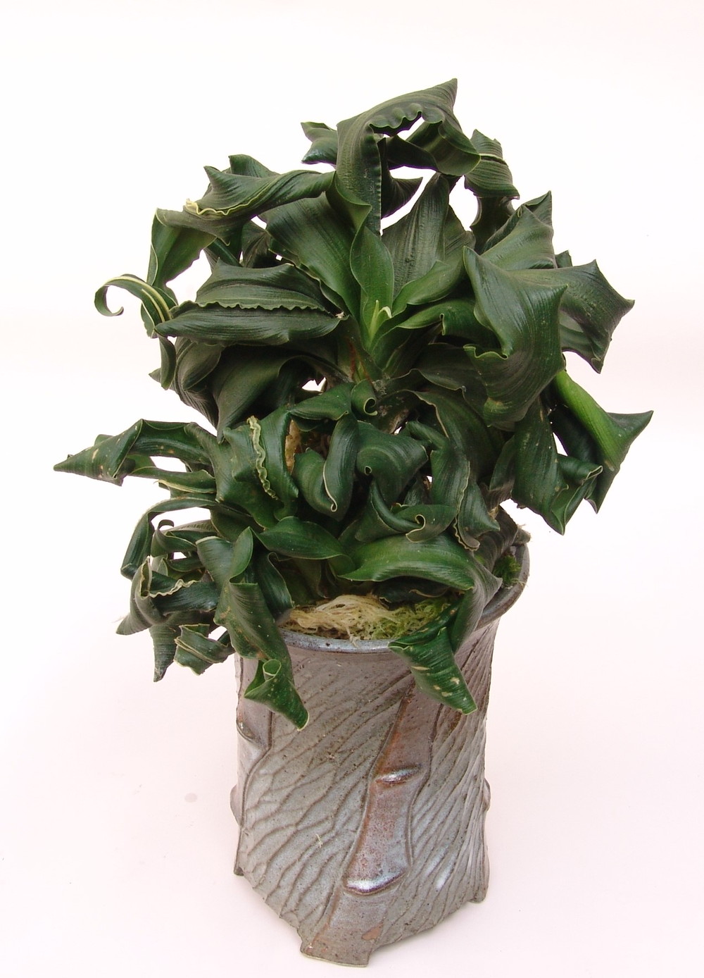 舞子獅子 (まいこじし) Maikojishi – おもとの豊明園（ほうめいえん）