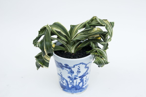 舞子獅子 (まいこじし) Maikojishi – おもとの豊明園（ほうめいえん）