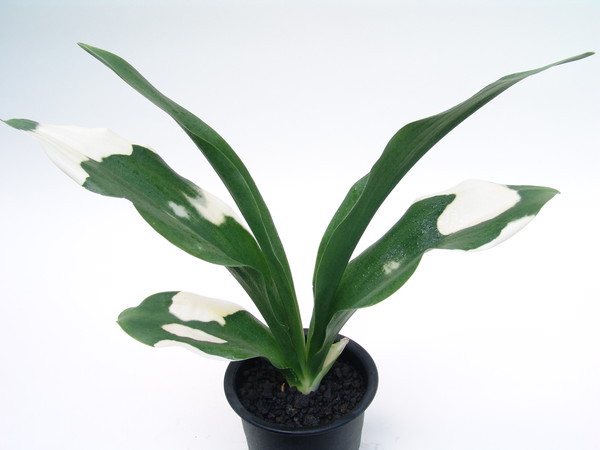 ページ 615 – おもとの豊明園（ほうめいえん）