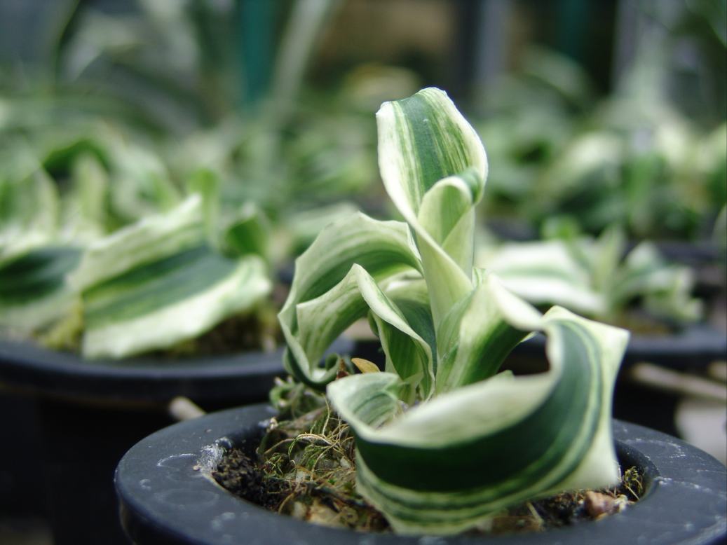 砂子獅子 (すなごじし) Sunagozisi – おもとの豊明園（ほうめいえん）