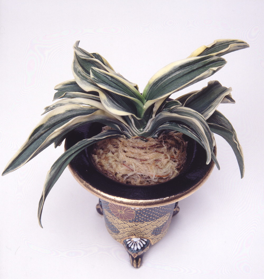 諏訪錦 (すわにしき) Suyanisiki – おもとの豊明園（ほうめいえん）