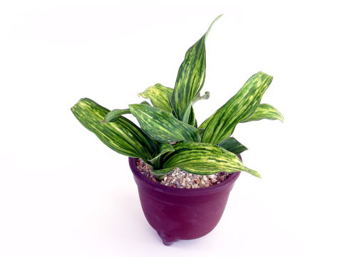 司べっ甲 (つかさべっこう) Tukasabetukou – おもとの豊明園（ほうめい