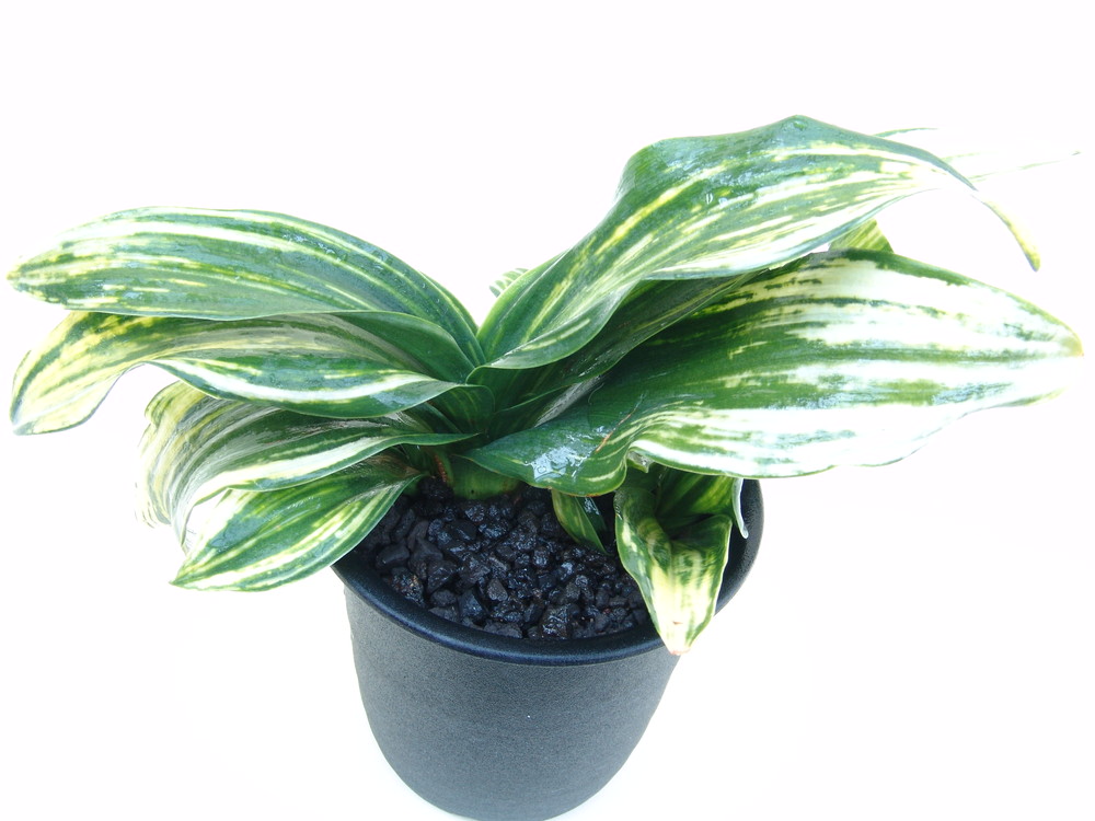 司べっ甲 (つかさべっこう) Tukasabetukou – おもとの豊明園（ほうめい