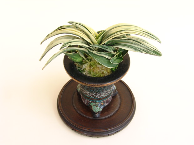 買い安い！ 初心者におススメの万年青 シリーズ – おもとの豊明園