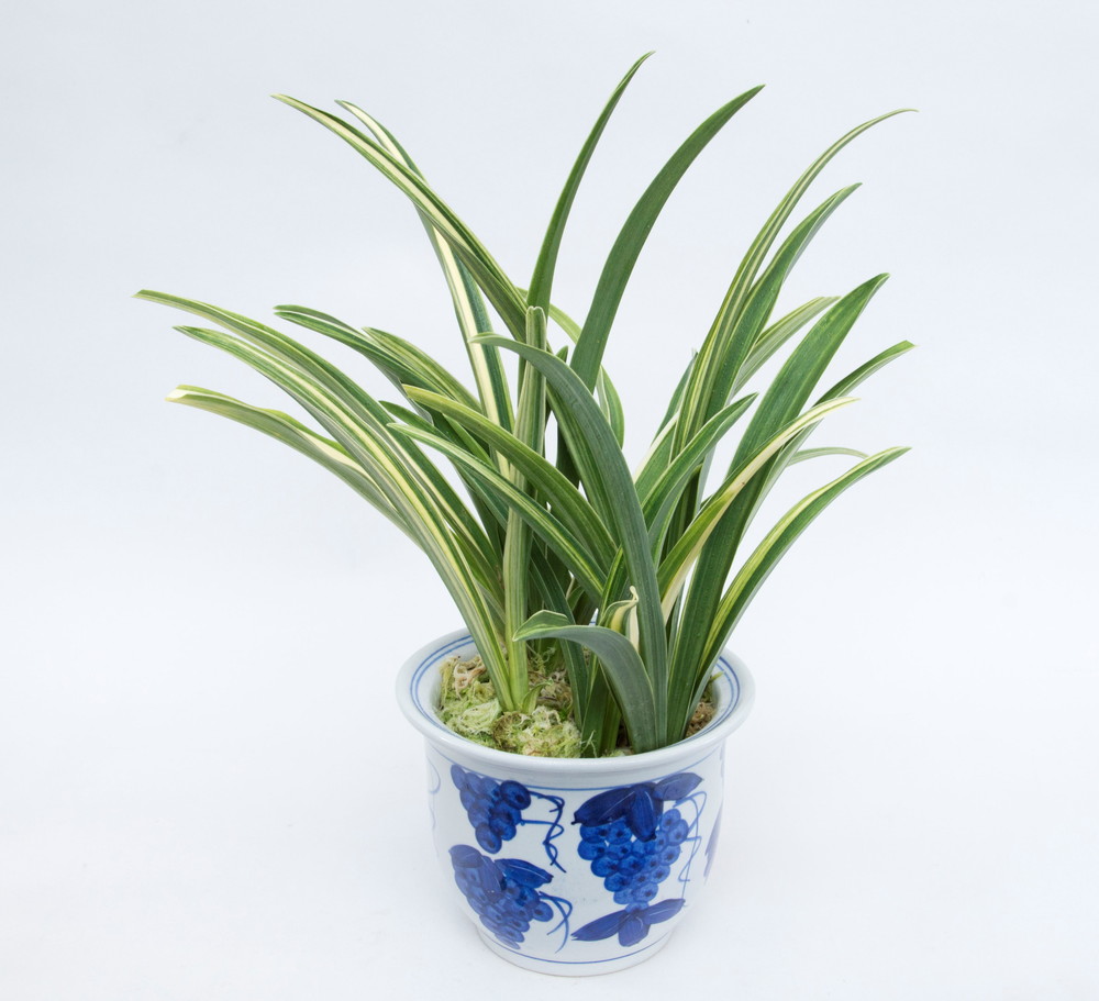 褥錦 (しとねにしき) – おもとの豊明園（ほうめいえん）