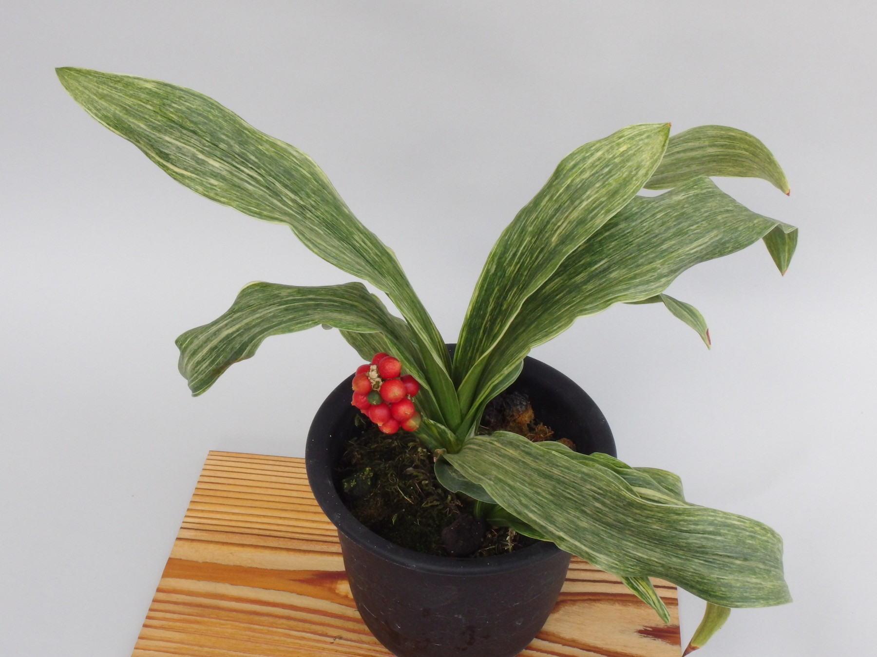 山田ゴマ (やまだごま) Yamadagoma – おもとの豊明園（ほうめいえん）