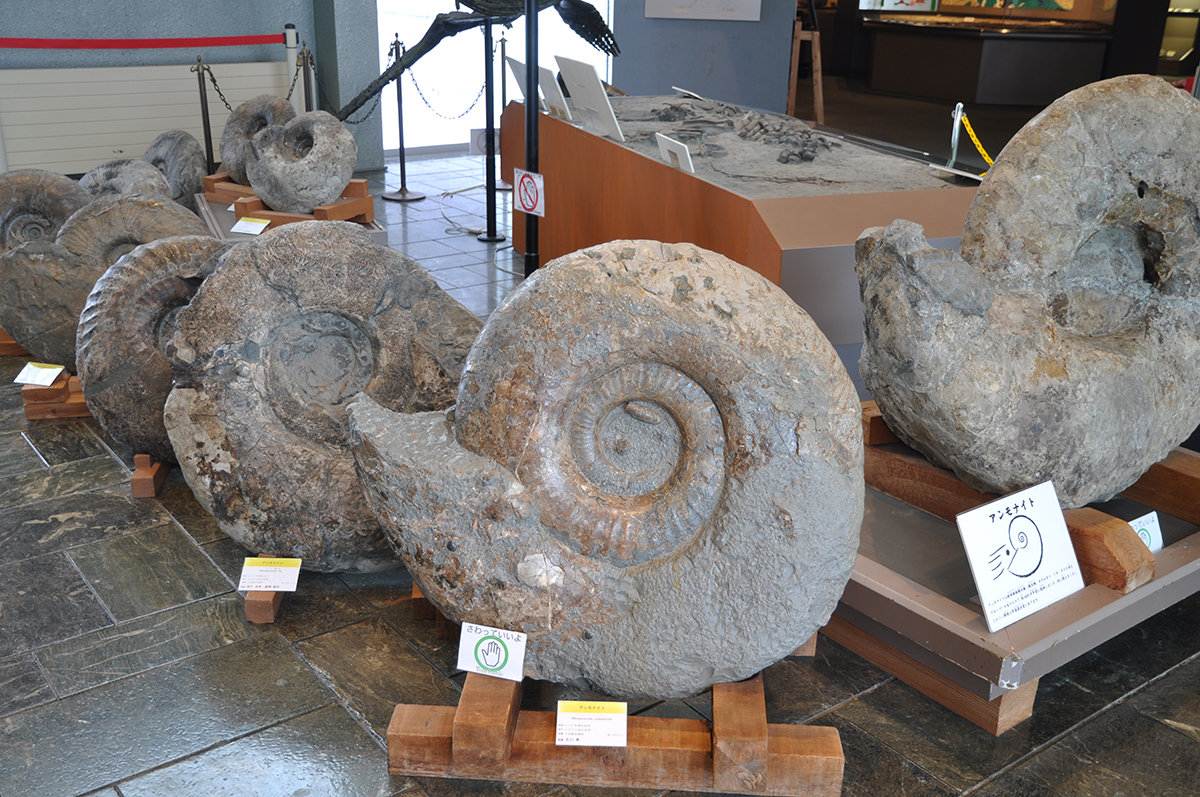 むかわ町穂別の古生物化石群 | 各地の北海道遺産 | 次の世代に残したい
