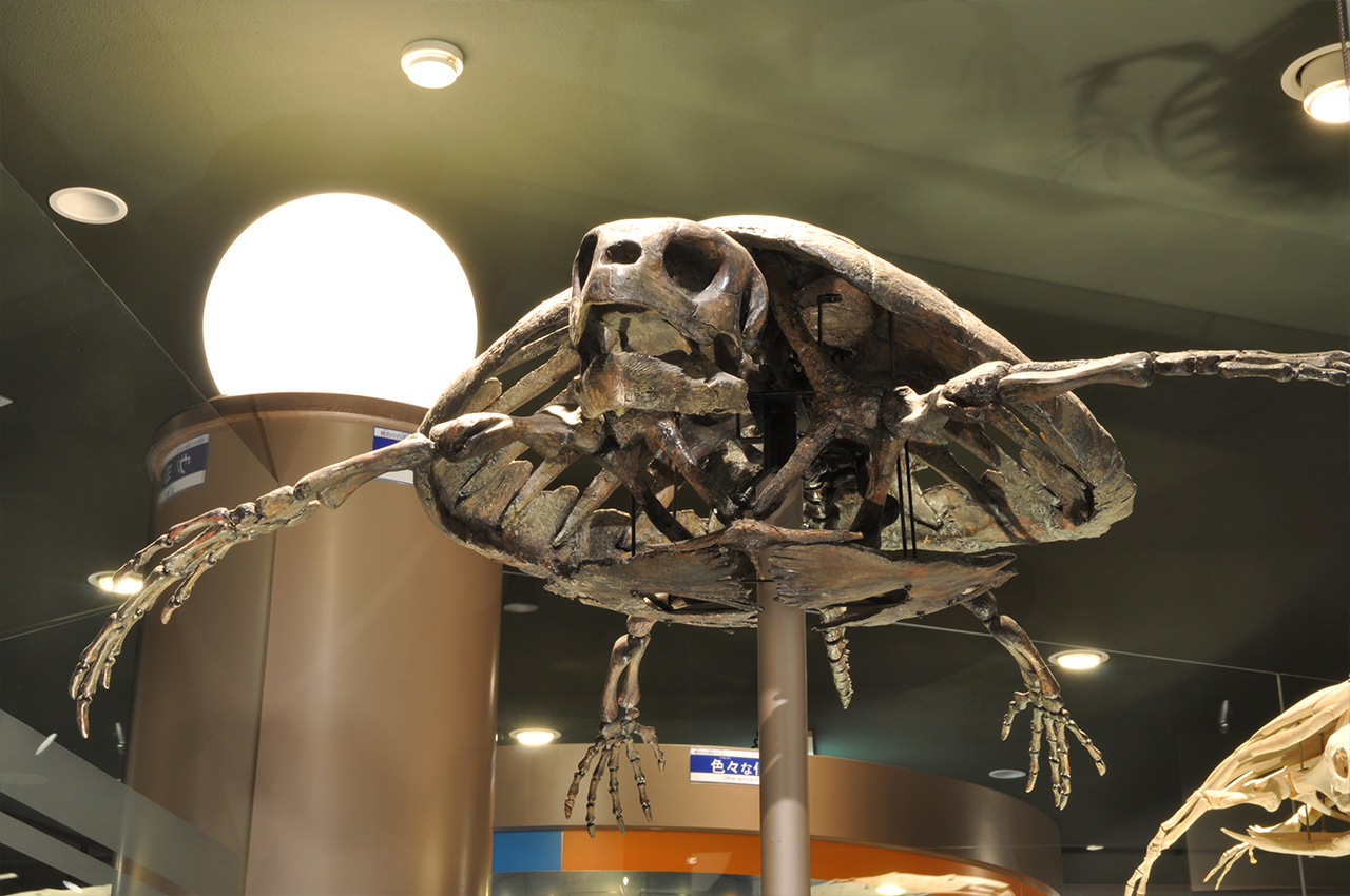 むかわ町穂別の古生物化石群 | 各地の北海道遺産 | 次の世代に残したい