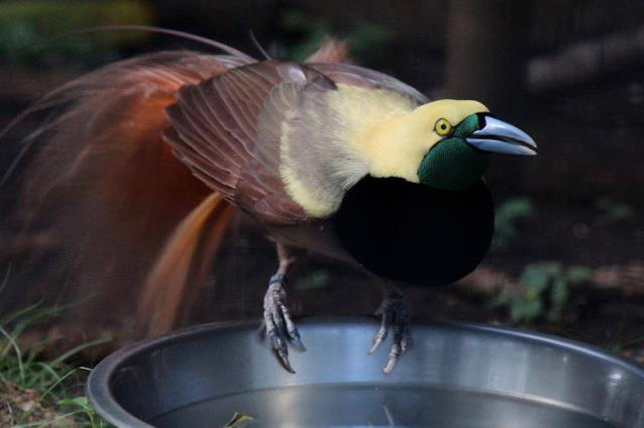 Birds Of Paradise - Honolulu Zoo Society