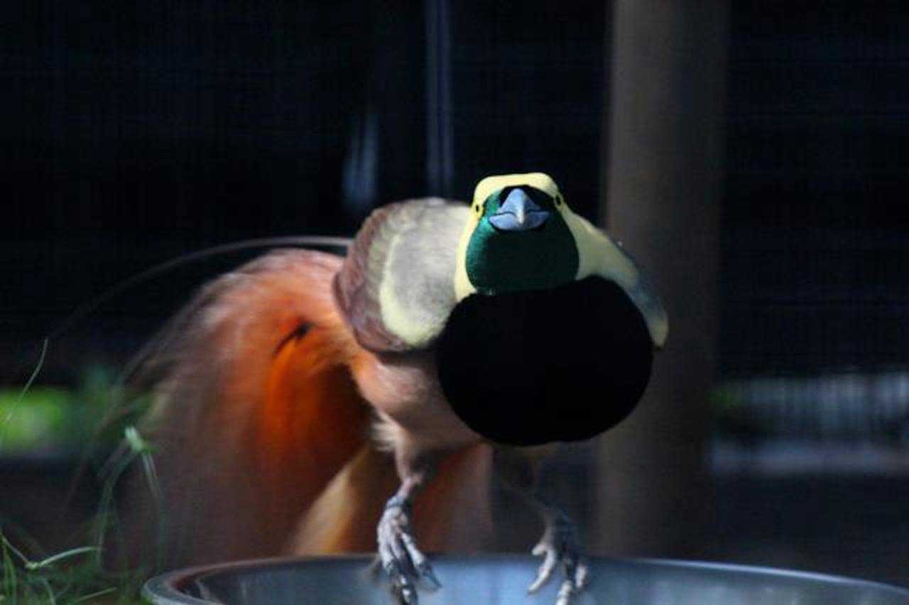 Birds Of Paradise - Honolulu Zoo Society