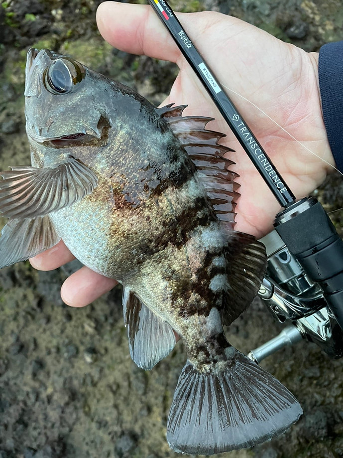 TRANSCENDENCE/トランスセンデンス】Botia 60S+ Rev.2 / ボティア