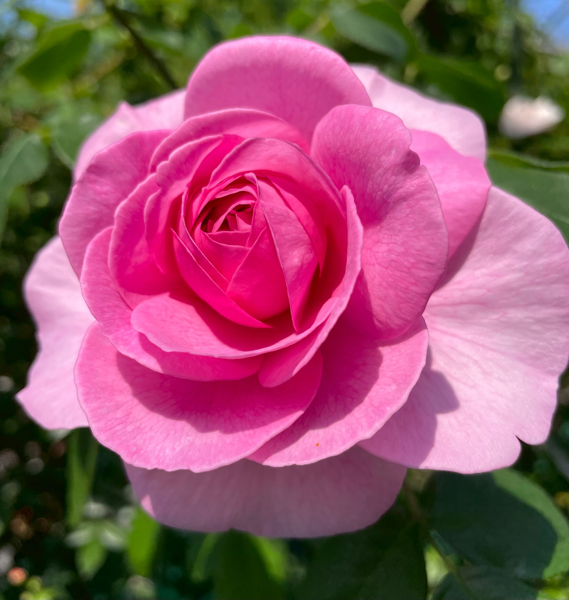 廃盤イングリッシュローズ大苗 Ausbord Herb&Rose バラ苗販売 商品詳細