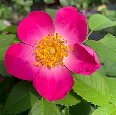 オールドローズ半つるバラ大苗 コンプリカータ Herb&Rose バラ苗販売