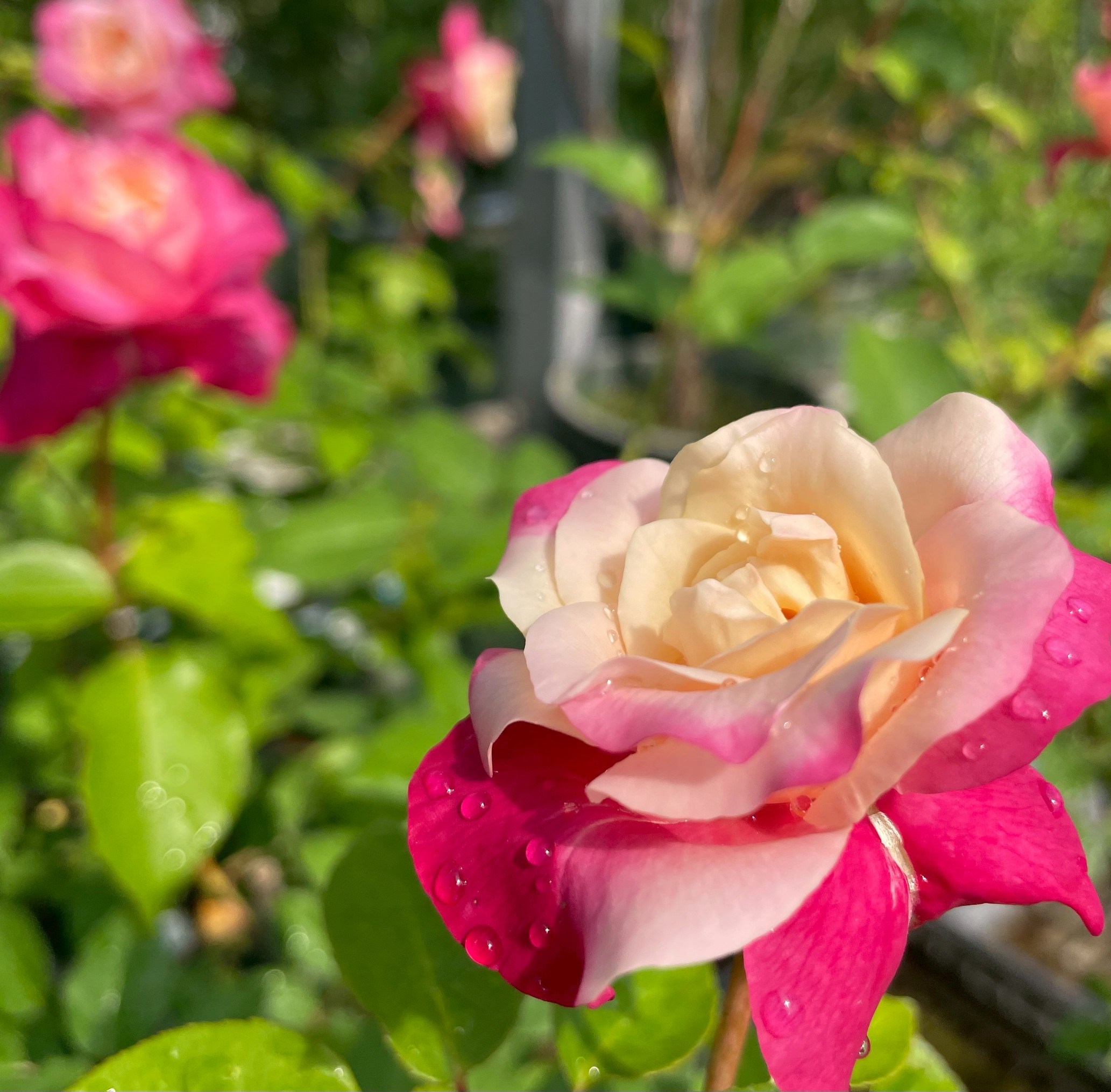 オールドローズ半つる強香バラ大苗 ブラックボーイ Herb&Rose バラ苗