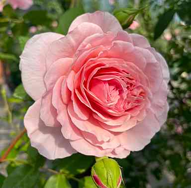 廃盤イングリッシュローズ大苗 ウィリアムモーリス Herb&Rose バラ苗