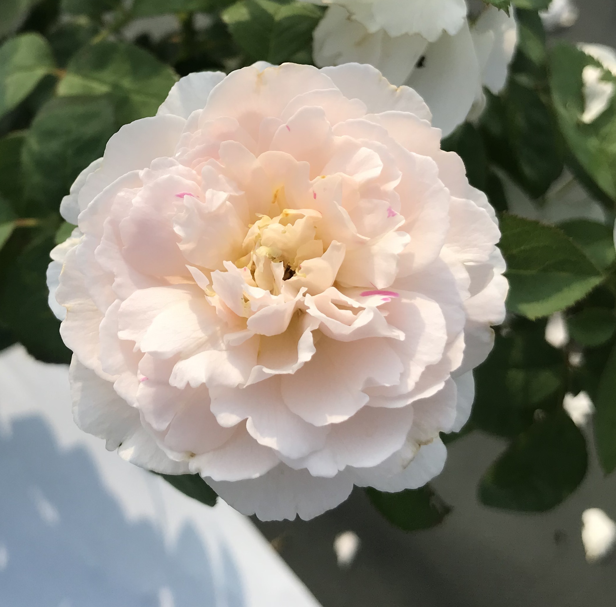 廃盤イングリッシュローズ大苗 シャリファ アスマ Herb&Rose バラ苗