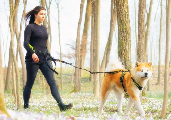 アクサエコ エラスティックドッグリーシュ AXAECO（ショックアブソーブ