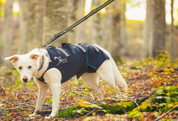 アクサエコ エラスティックドッグリーシュ AXAECO（ショックアブソーブ