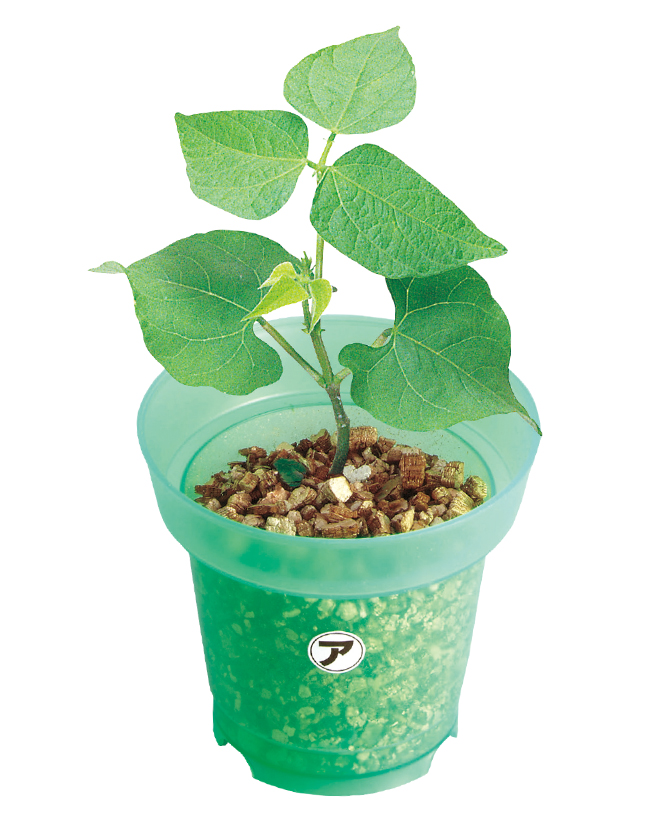 植物の発芽と成長〔B型〕｜教材のご紹介｜はくぶん｜小学校向け教材