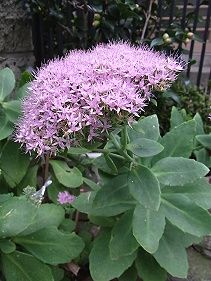 大弁慶草（オオベンケイソウ）