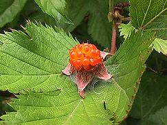 木苺（キイチゴ）