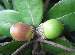 姥目樫（ウバメガシ）