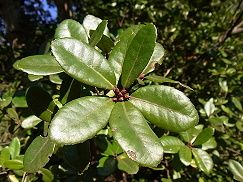 姥目樫（ウバメガシ）