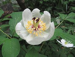 山芍薬（ヤマシャクヤク）