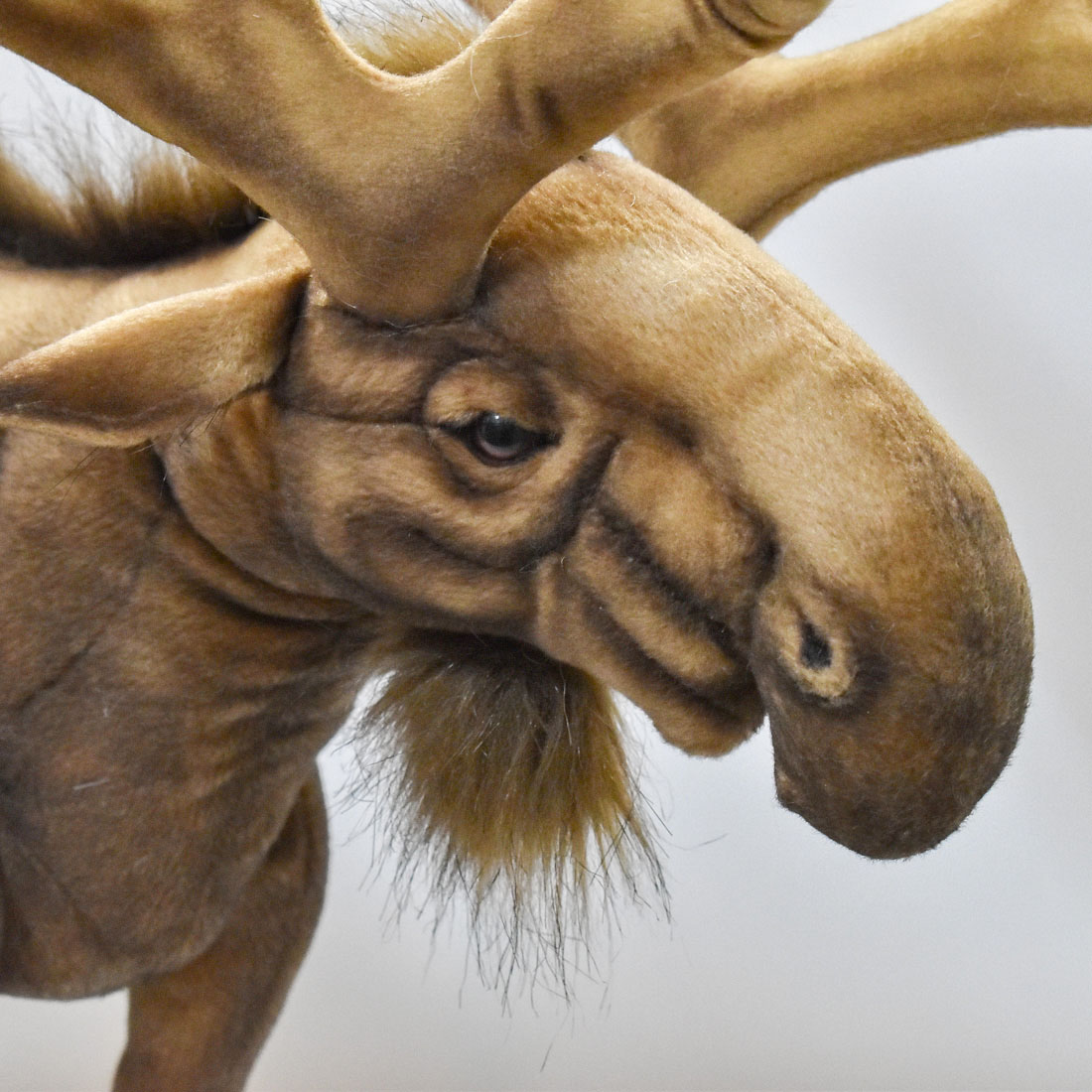 ヘラジカ 60 | HANSA