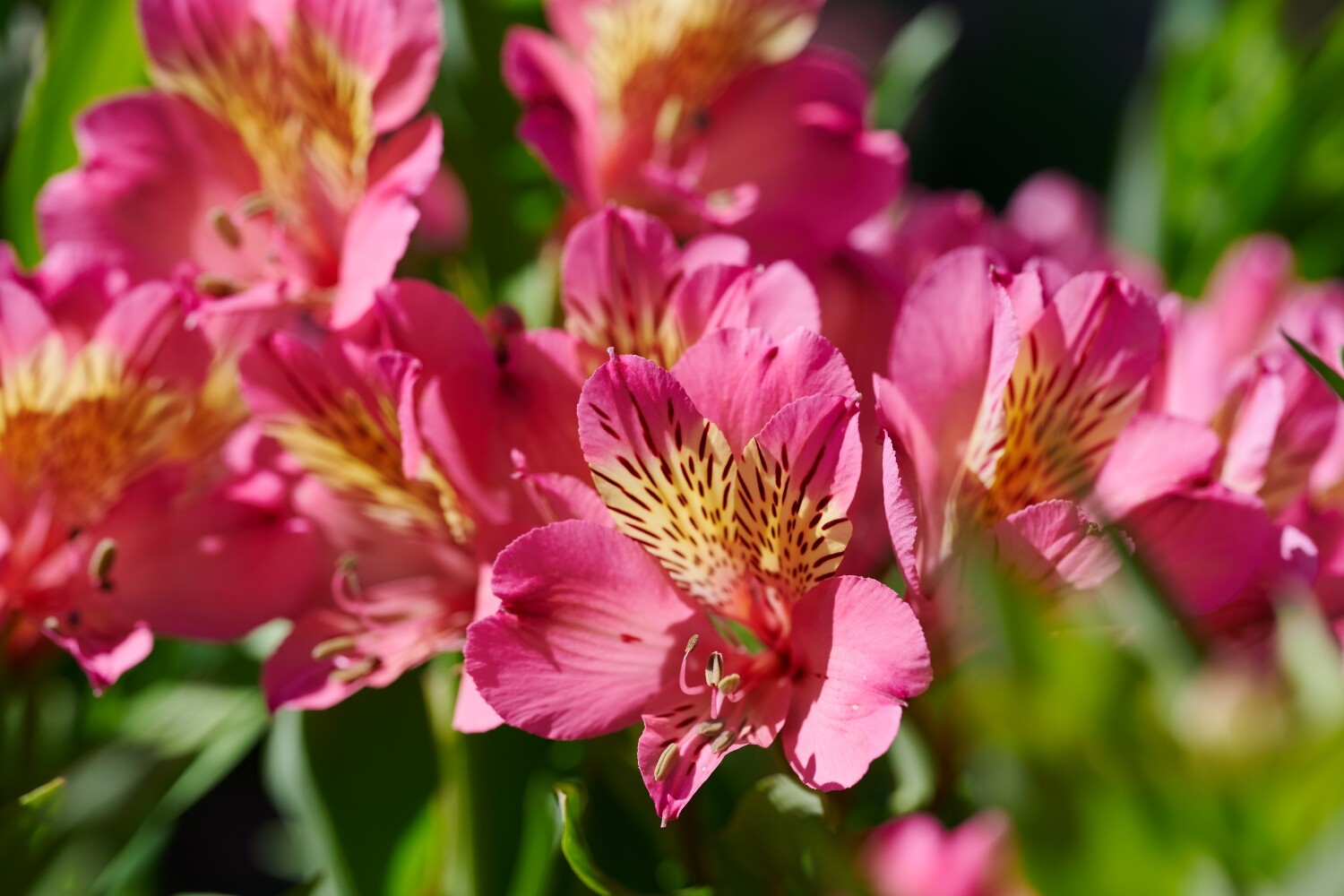 Alstroemeria Summer Paradise Summer Rose - HilverdaFlorist
