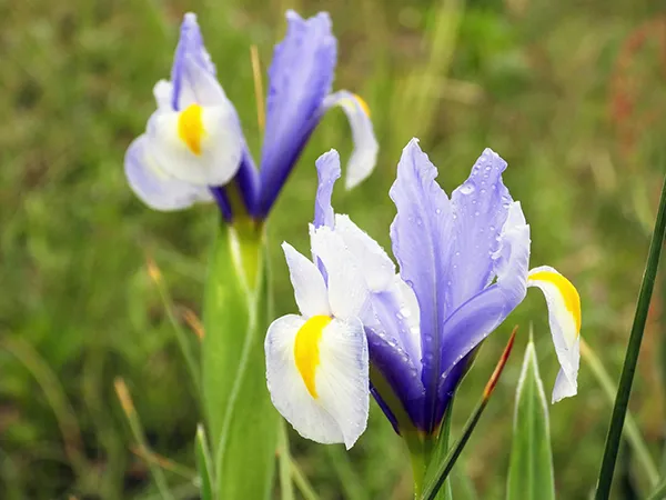 アイリスの育て方は？種類の違いやお手入れ方法、増やし方 | 植物と