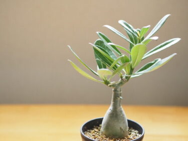 塊根植物（コーデックス）】 アデニウムの育て方｜個性的な姿を楽しむ