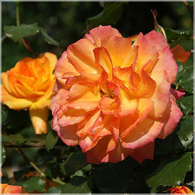 相原バラ園 / サハラ（CL）【大苗】