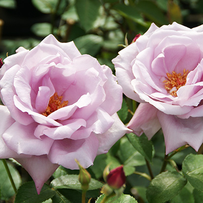 相原バラ園 / ブルー・ムーン（HT）【大苗】