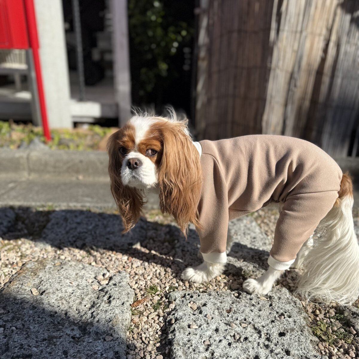 1月新作【キャバスーツ おくるみ2026】抹茶ラテ - INU－CLOSET