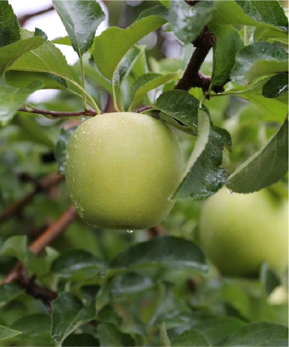 みかんとりんご 110g | 井上誠耕園