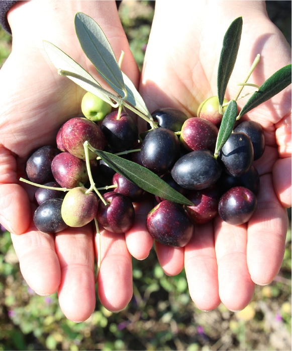 スペイン農場産 伊予柑オリーブオイル | 井上誠耕園