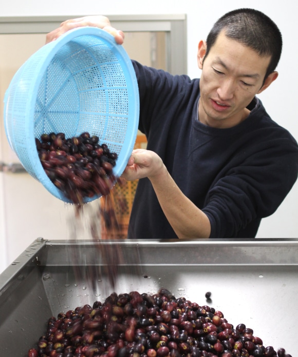 井上誠耕園産 伊予柑オリーブオイル | 井上誠耕園