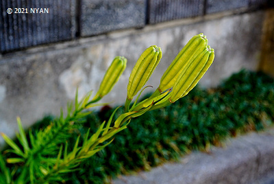 タカサゴユリ 200本 タカサゴユリを播いた思い出 - mmpoloの日記