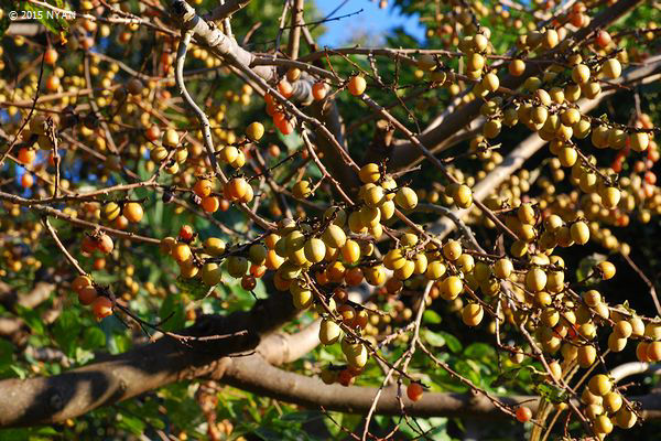 マメガキ（豆柿、カキノキ科）--- Diospyros lotus --- 四季の山野草