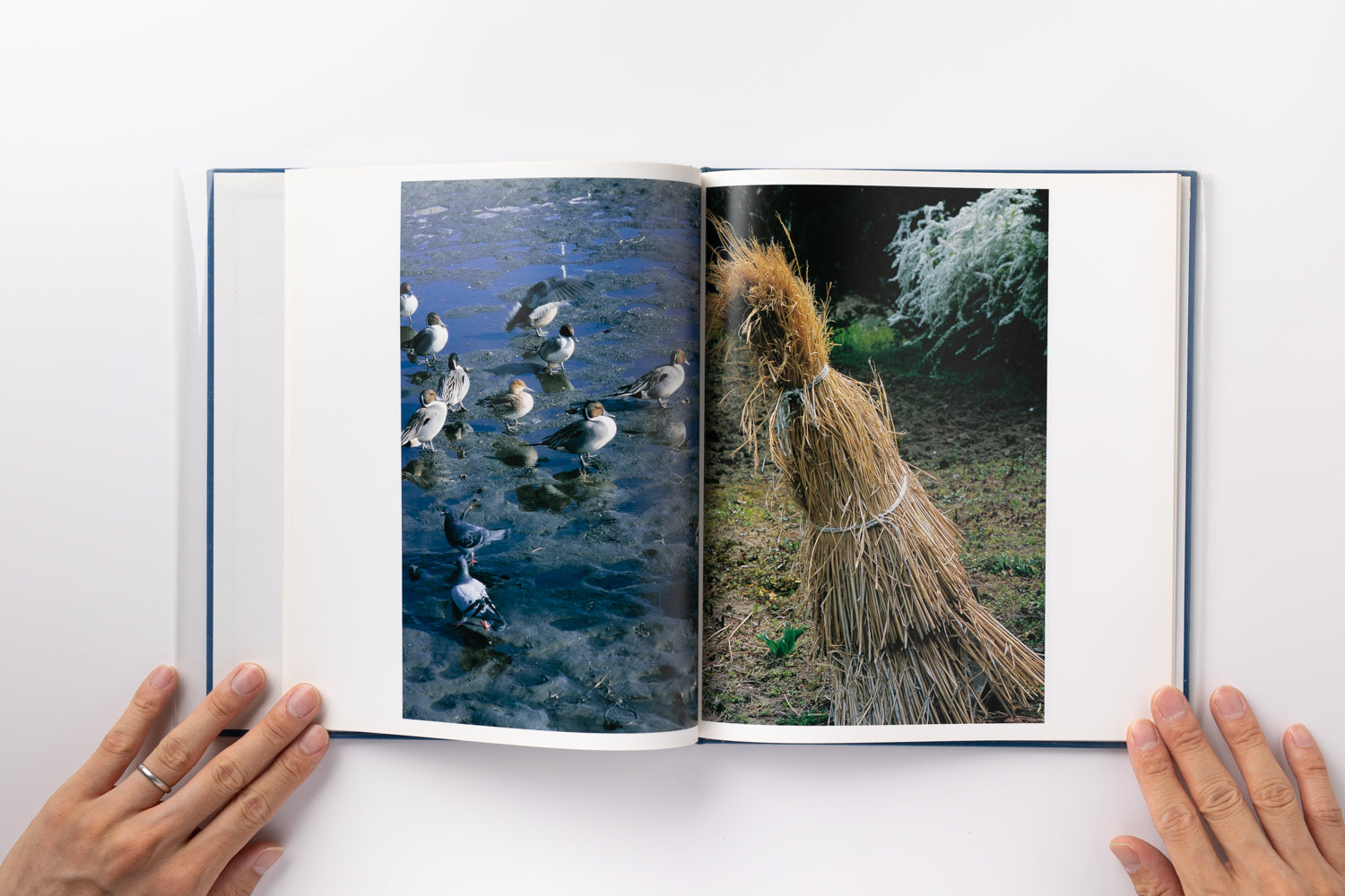 Hysteric Six by 中平卓馬 – IACK